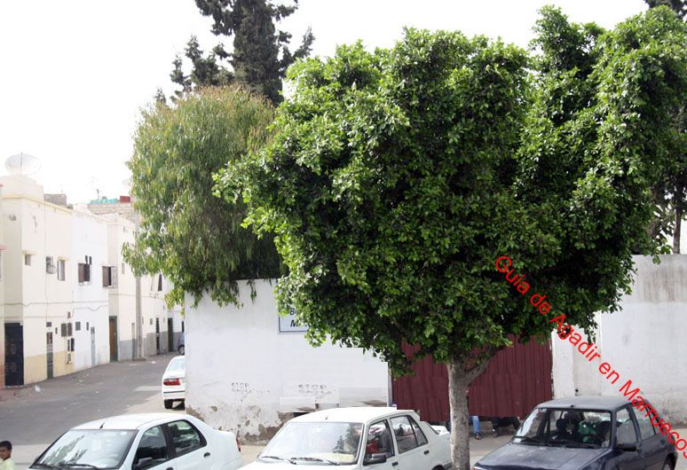 biblioteca-municipal-agadir